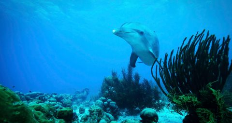 Goedkoop vliegen Curaçao