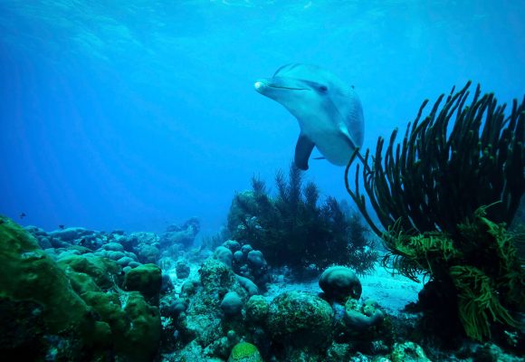 Goedkoop vliegen Curaçao