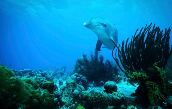 Goedkoop vliegen Curaçao