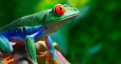 goedkope vliegtickets Costa Rica