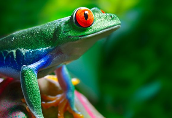 goedkope vliegtickets Costa Rica