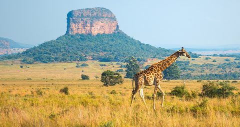 Goedkope vliegtickets Johannesburg