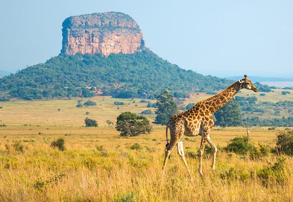 Goedkope vliegtickets Johannesburg