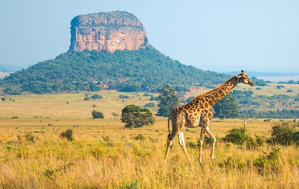 Goedkope vliegtickets Johannesburg