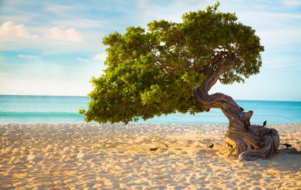 Goedkope vliegtickets Aruba