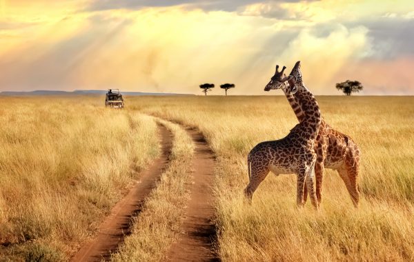 Goedkope vliegtickets Afrika
