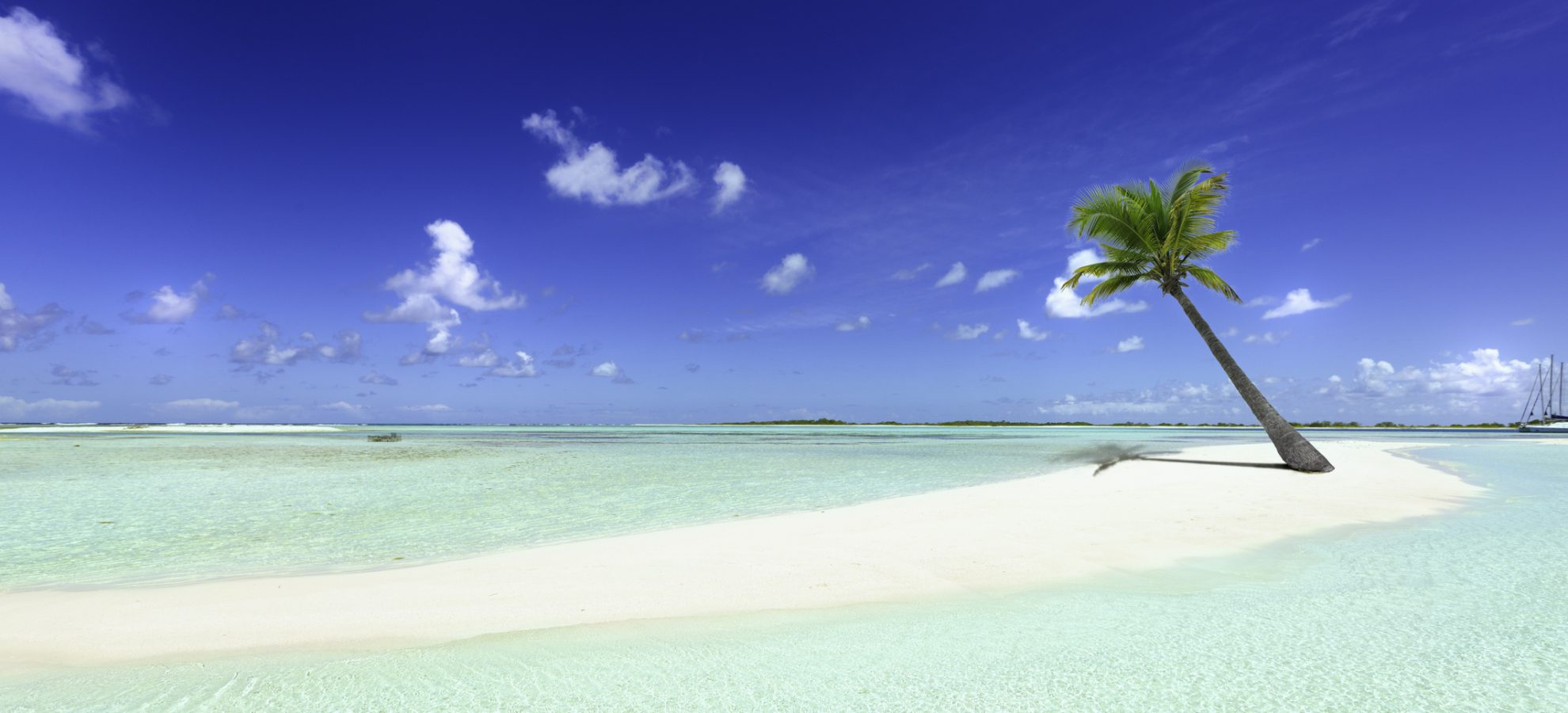 Bahamas tropisch strand met palmboom
