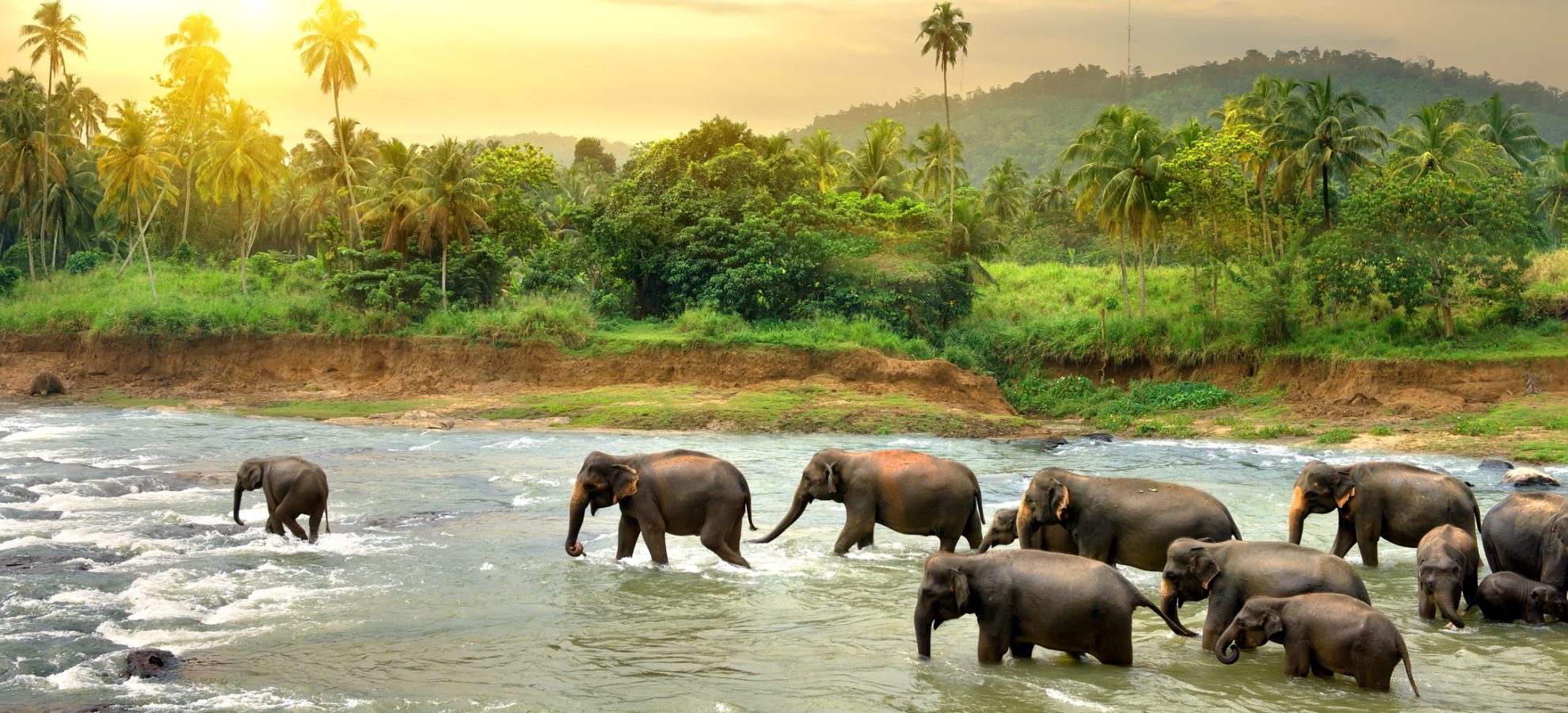 Olifanten door de rivier in Sri Lanka