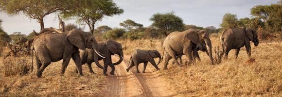 Tanzania-Afrika-olifanten-familie