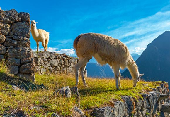 Goedkope-vliegtickets-Peru-Lima-blog-Machu-Picchu-lamas