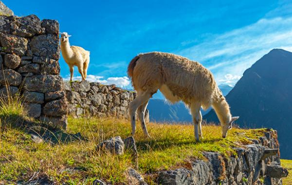 Goedkope-vliegtickets-Peru-Lima-blog-Machu-Picchu-lamas