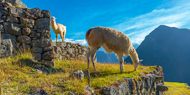 Goedkope-vliegtickets-Peru-Lima-blog-Machu-Picchu-lamas