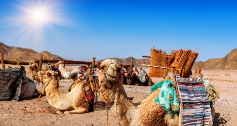 Goedkope vliegtickets Abu Dhabi