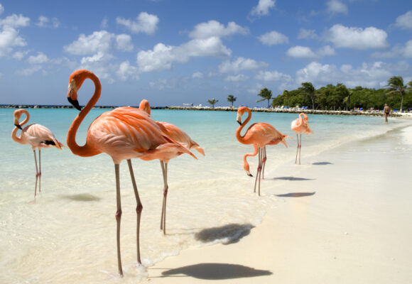 Goedkope-vliegtickets-Aruba.