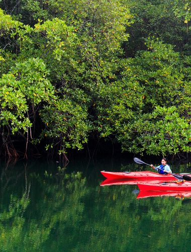 Phuket - kanoën in mangrovebossen