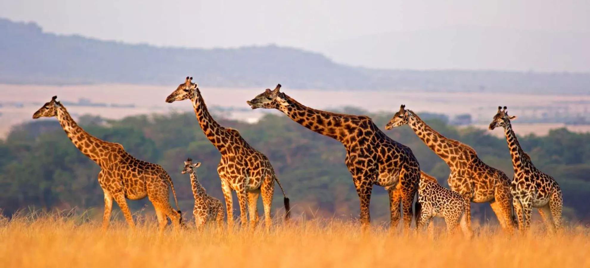 Africa, Safari