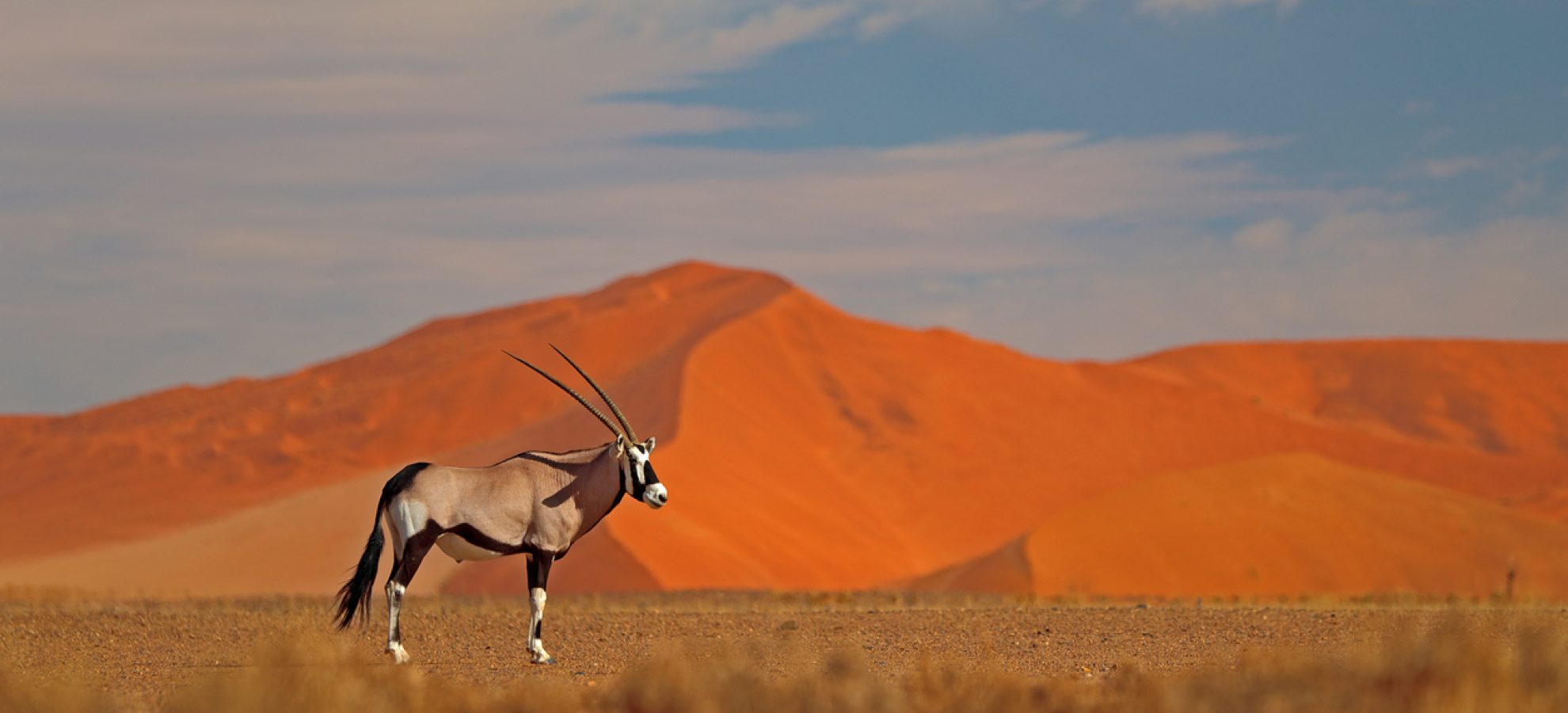 Wildlife habitat Namibia