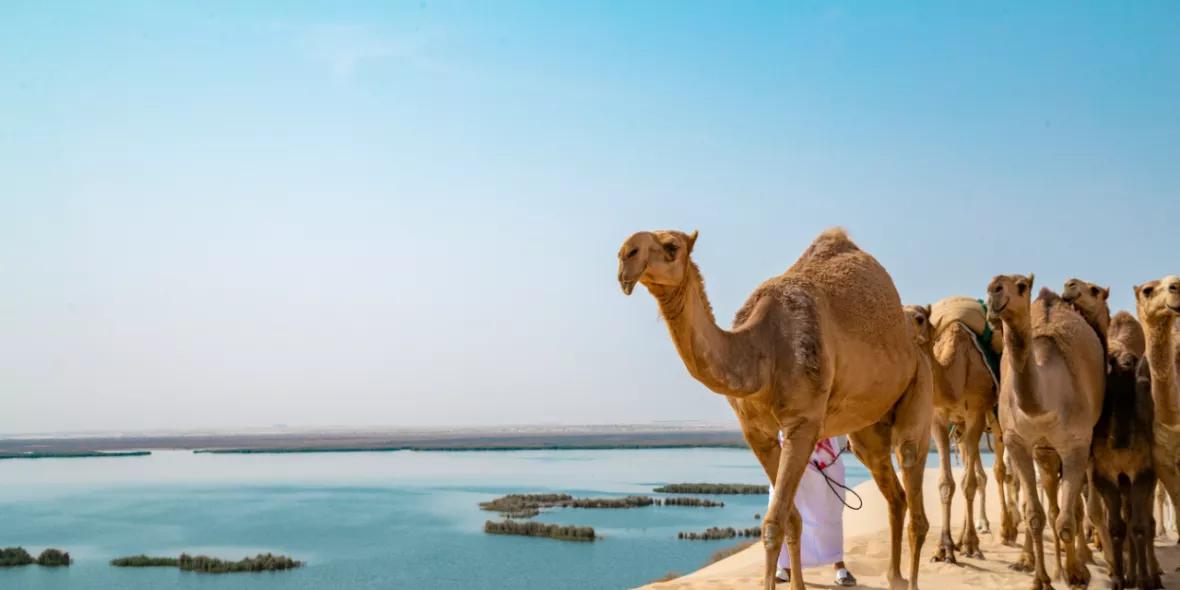 Al Ahsa, Saudi Arabia