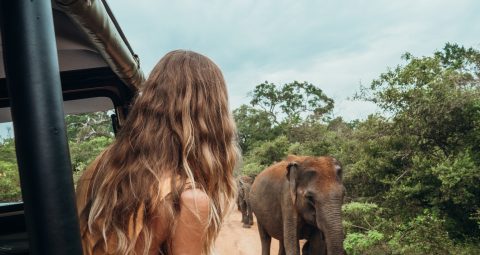 Sri Lanka, Safari