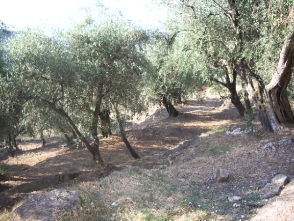 Härliga olivlundar