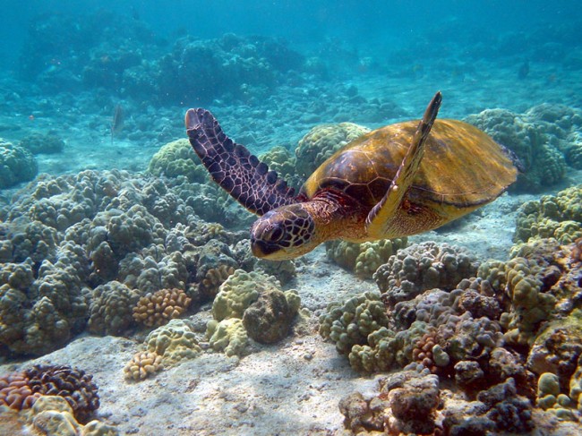 Sköldpadda utanför Maui, Hawaii. 