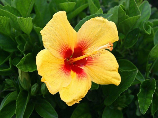 Gul HIbiscus - Hawaiis officiella blomma. Foto: Wallpapersfree.net