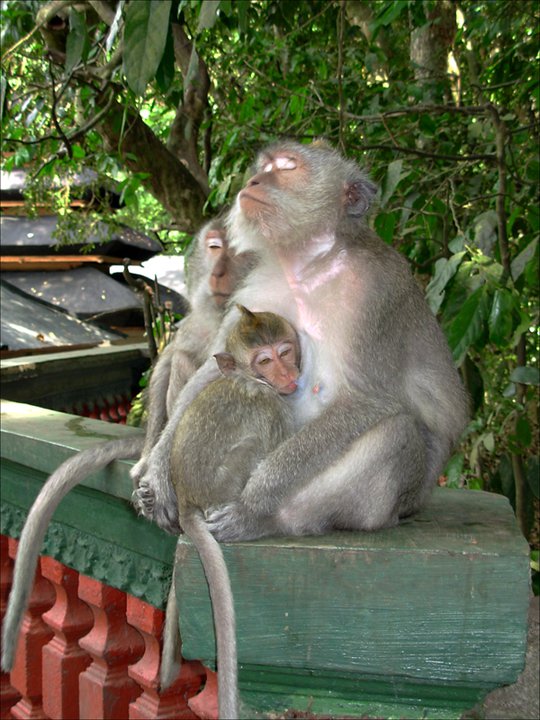 Sacred Monkey Forrest, Bali. Foto av Anna Binnquist