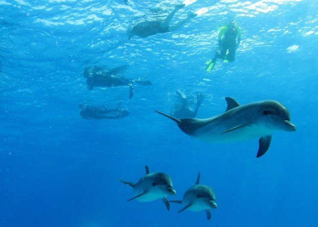 Delfiner i frihet möter dykare i vattnen utanför Bahamas.