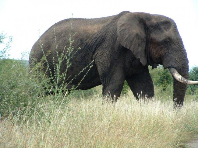 En av de fem stora - den afrikanska elefanten.