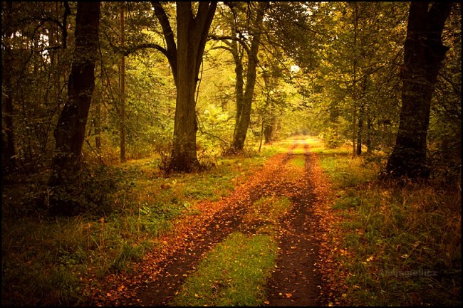 Autumn_path_2_by_mjagiellicz