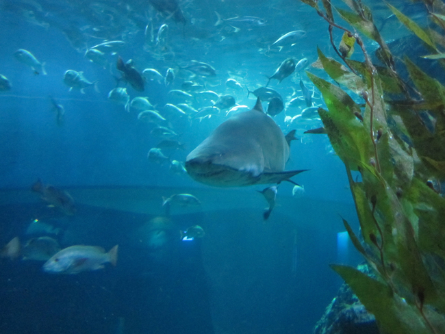 Med fara för livet, nästan, gick vi genom hajtunnel på Siam Ocean World. Foto: Privat