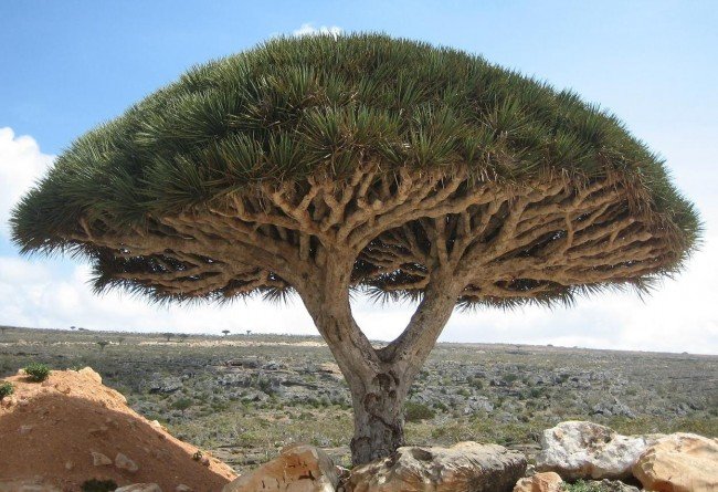 Socotra Dragon tree. Foto: Boris Khvostichenko