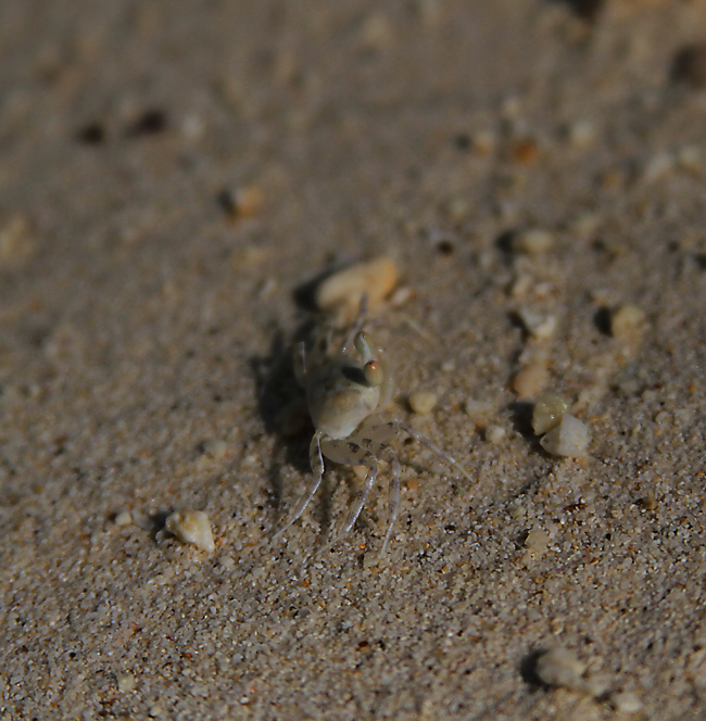 En liten krabba njuter av strandlivet. Foto: Mattias Herrström