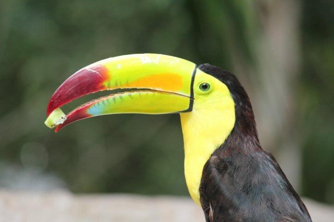 Papegojor, pelikaner och som här en färgsprakande tucan. Foto: Sabina Lemanczyk