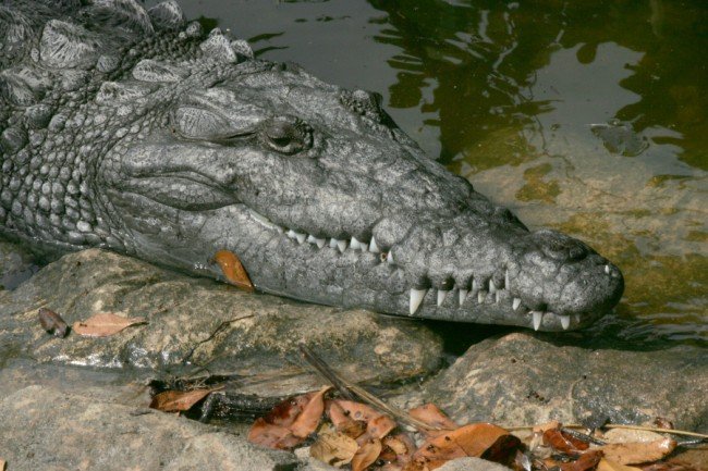 Den amerikanska krokodilen. Foto: Rodney Cammauf