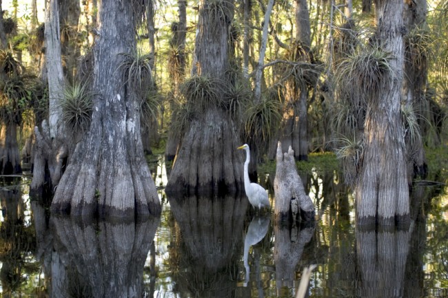 Everglades National Park. Foto: Everglades Park Photo Services