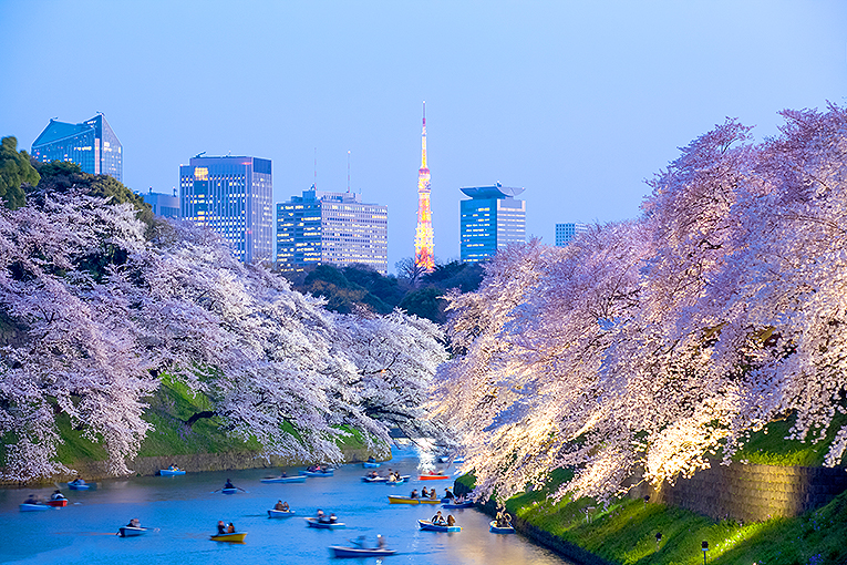 Bild på blommande körsbärsträd och Tokyo Tower i Tokyo, Japan