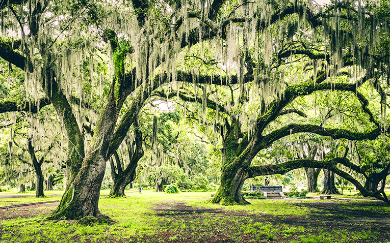 Bild på träd i City Park i New Orleans, USA