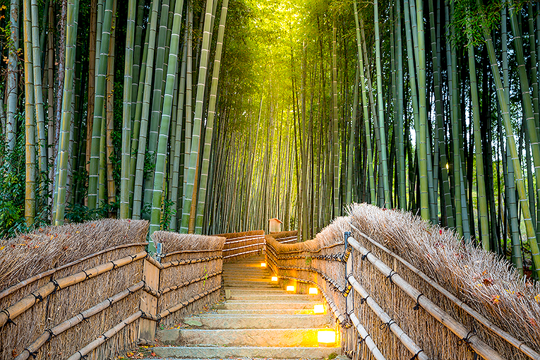 Bild på bambuskogen Arashiyama i Kyoto, Japan