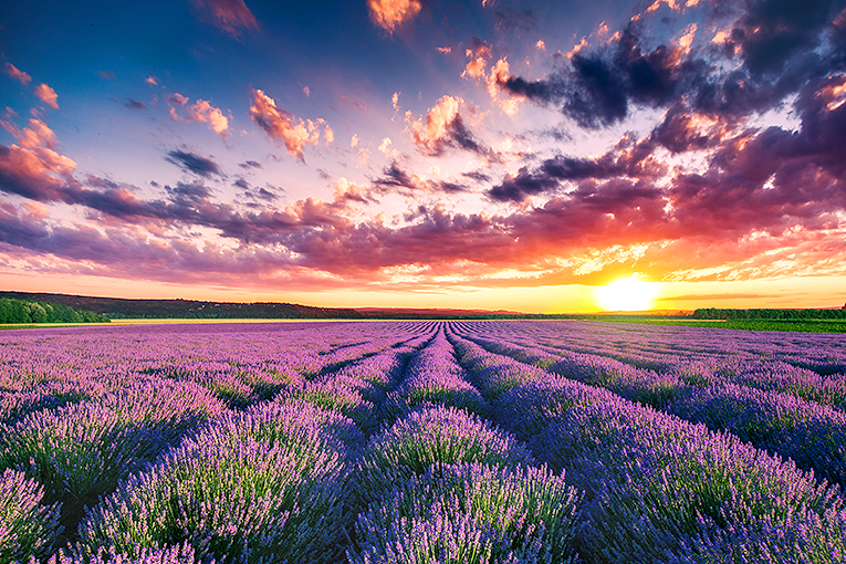 Bild på lavenderfält i Provence, Frankrike
