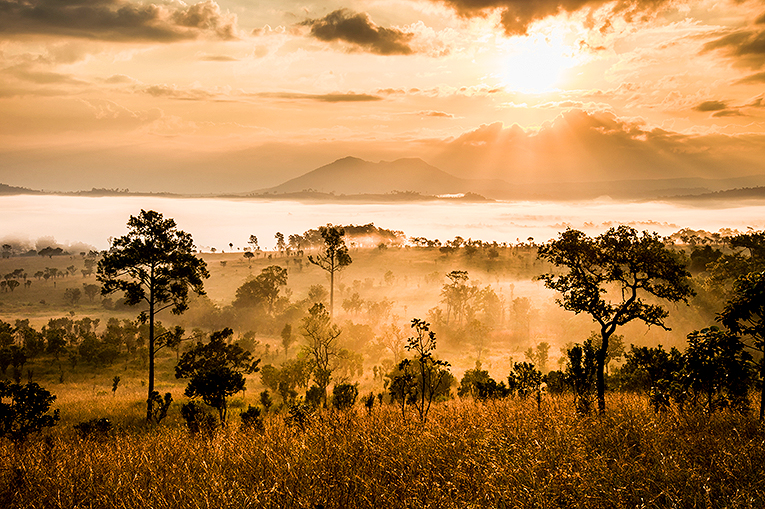 Bild från nationalparken Serengeti i Tanzania