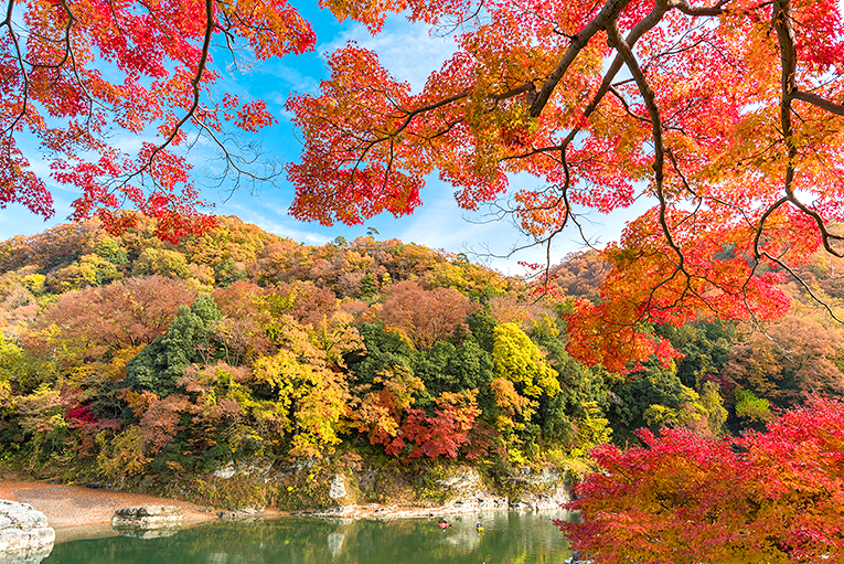 Bild från skog i Japan på hösten
