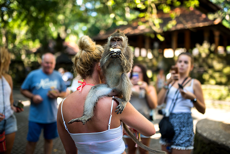 Bild från Ubud Monkey Forest på Bali, Indonesien