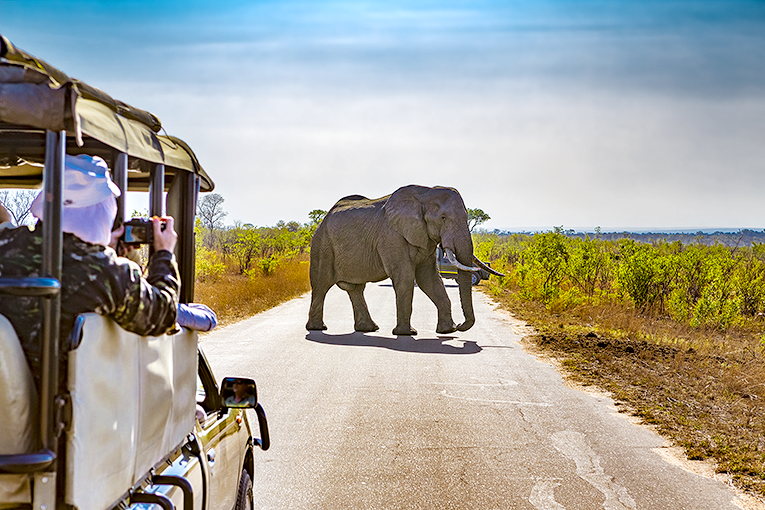 Bild från safari i Kruger National Park, Sydafrika
