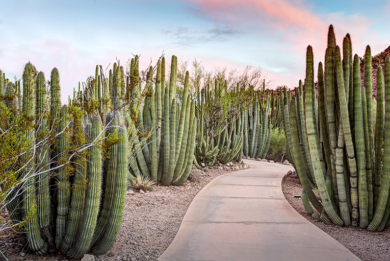 Bild från Desert Botanical Garden i Phoenix, USA