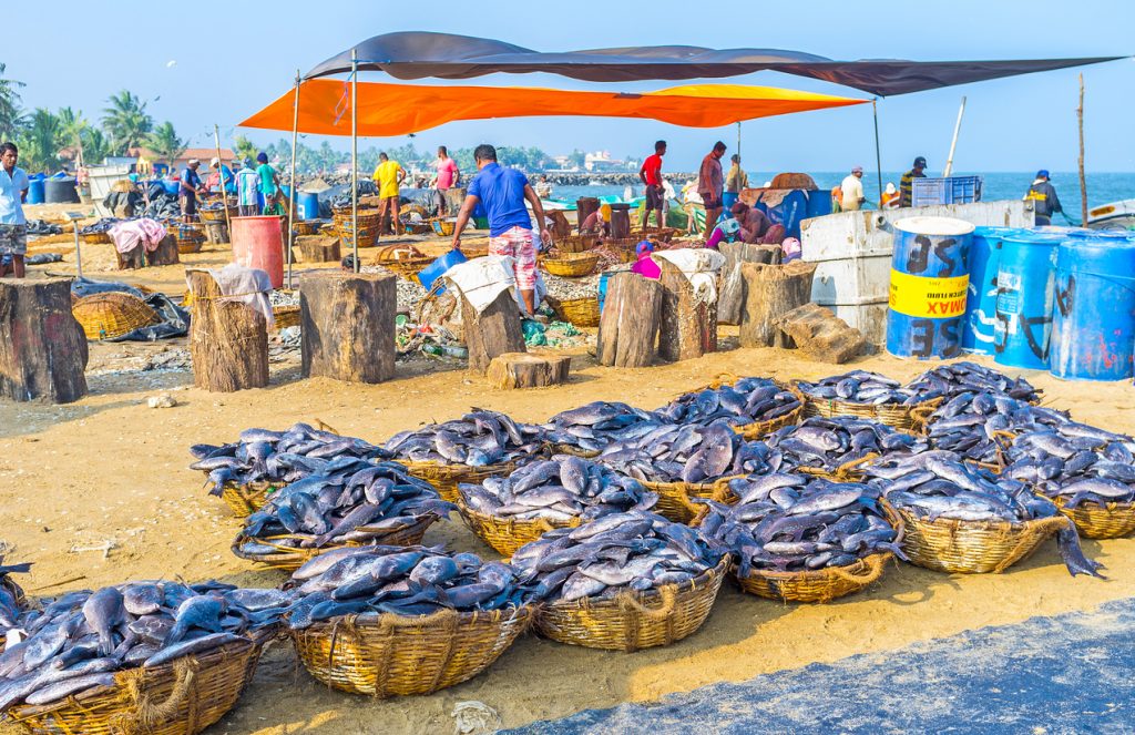 NEGOMBO, SRI LANKA - NOVEMBER 25, 2016: The fishing port has area for fish processing - here locate the cutting decks, areas for fish cleaning and baskets, packed with fish for sale, on November 25 in Negombo.