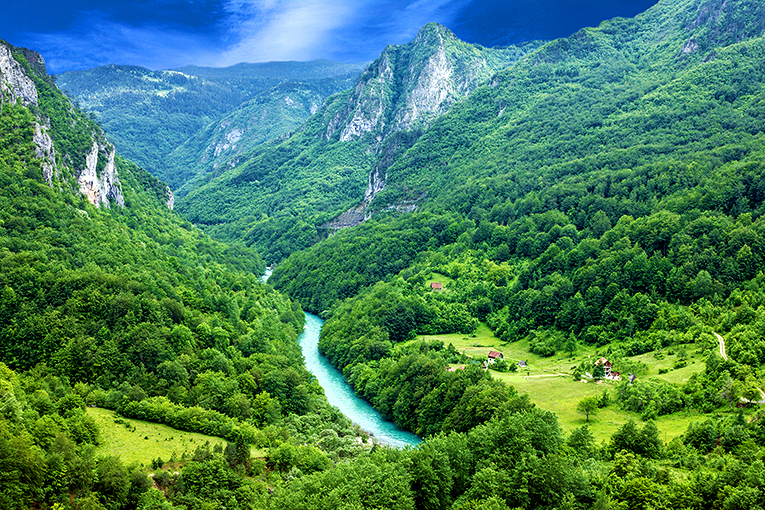 Mountain river Tara and forest in Montenegro