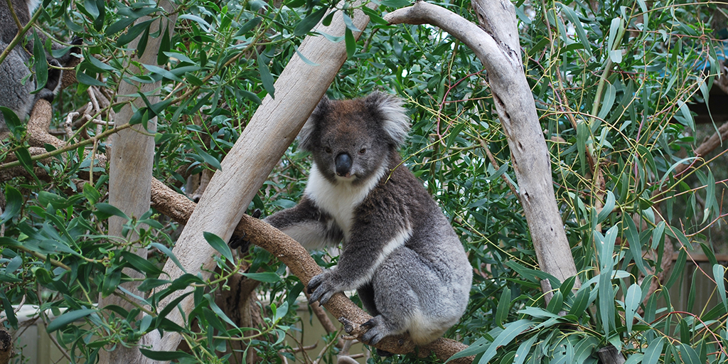 Australie-blog-koala