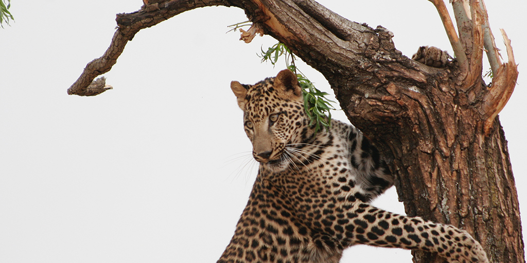 Blog autohuur Zuid-Afrika luipaard