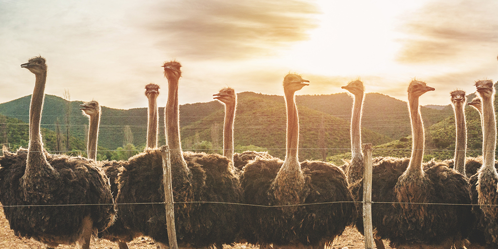 blog zuid-Afrika-struisvogels